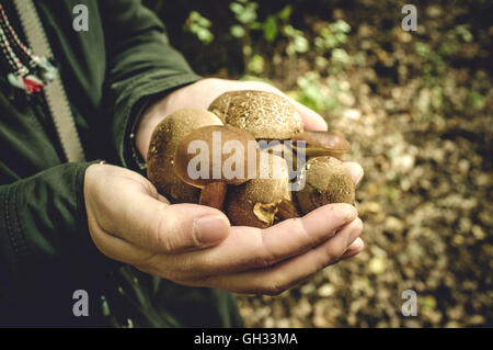 Frisch gepflückten Wald Pilze in Frauenhand Stockfoto