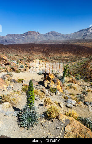 Roten Tajinaste Blumen auf den El Teide Vulkan, Teneriffa, Spanien Stockfoto