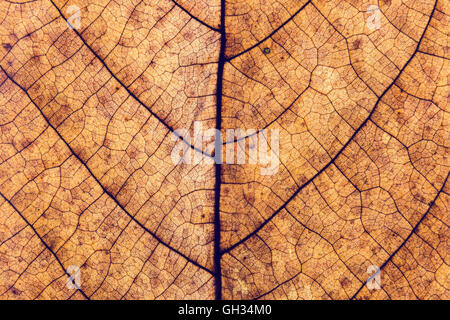Farbigen Hintergrund der Herbst Blatt, Vintage-look Stockfoto