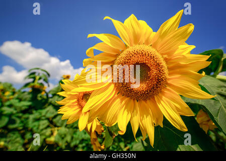 Blühende Sonnenblumenköpfe in kultivierten Ernte Feld, selektiven Fokus Stockfoto