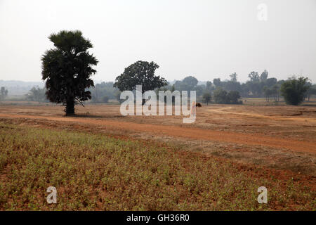 Frau in gelb Sari zu Fuß über ein Feld in Jharkand, Indien Stockfoto