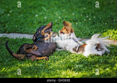 Papillon Hund und ein schwarzer Dackel spielen mit einander auf dem grünen Rasen Stockfoto