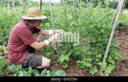 Ältere Mann trägt einen Strohhut pflückt frische Erbsen aus dem Garten Stockfoto