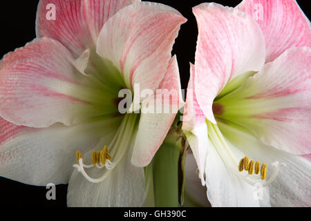 Blumen, Pink Apple Blossom Amaryllis Blume, Hippeastrum, detail Stockfoto