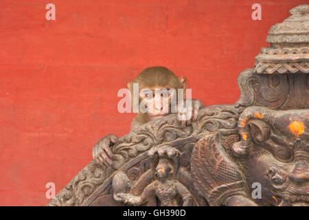 Rhesus-Macaque-Affenbaby auf altem Schrein, Swayambhunath Stupa oder Affentempel, Kathmandu, Nepal, Asien Stockfoto