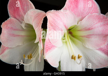 Blumen, Pink Apple Blossom Amaryllis Blume, Hippeastrum, Stockfoto