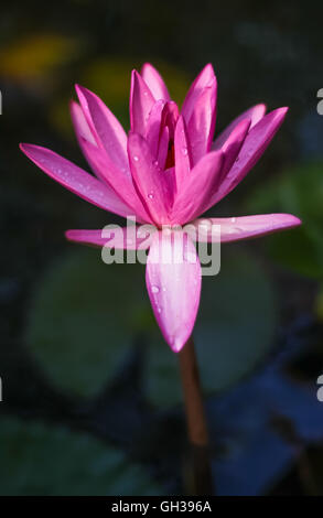 Eine lebendige rosa Lilie blüht in einem Teich. Stockfoto