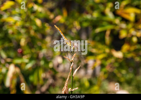 Libelle auf trockenen Ast sitzen. Schöne Libelle oder Sympetrum Dragonfly (Sympetrum Flaveolum) in der Natur Lebensraum. Stockfoto