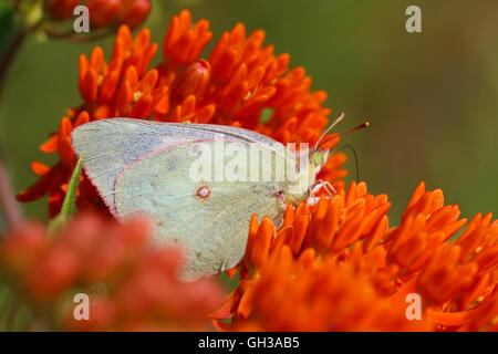 Eine weibliche weiße Form getrübt Schwefel Schmetterling (Colias Philodice) Nectaring auf Schmetterling Unkraut Blumen (Asclepias Tuberosa), Indiana, Vereinigte Staaten Stockfoto