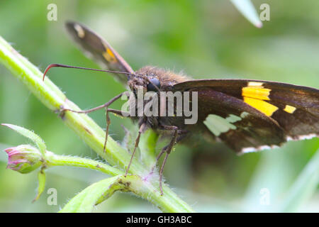 Eine Nahaufnahme eines Silver-spotted Skipper Schmetterlings (Epargyreus Clarus) ruht auf einem Pflanzenstängel, Indiana, Vereinigte Staaten Stockfoto