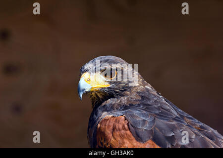 Harris Hawk (Parabuteo Unicinctus) Stockfoto