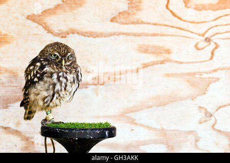 Steinkauz (Athene Noctua) Stockfoto