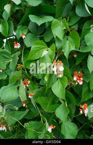 Runner Bean - Phaseolus Coccineus, rot/weiss, Blumen 'Painted Lady', Norfolk, England, Juli. Stockfoto