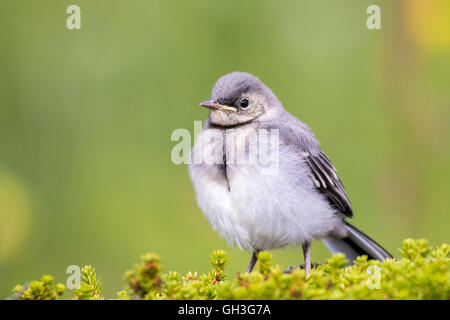 Juvenile Bachstelze (Motacilla Alba) Stockfoto