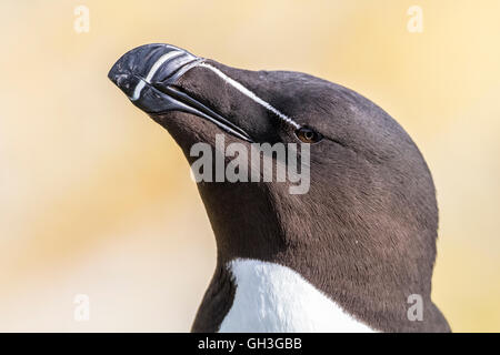 Tordalk (Alca Torda) Stockfoto