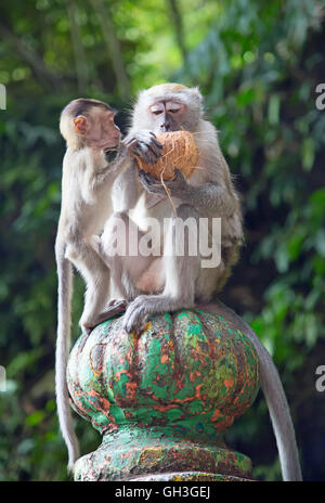 Affe im berühmten Batu Caves-Schrein in der Nähe von Kuala Lumpur, Malaysia Stockfoto