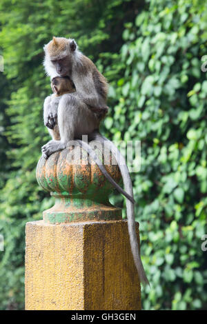 Affe im berühmten Batu Caves-Schrein in der Nähe von Kuala Lumpur, Malaysia Stockfoto