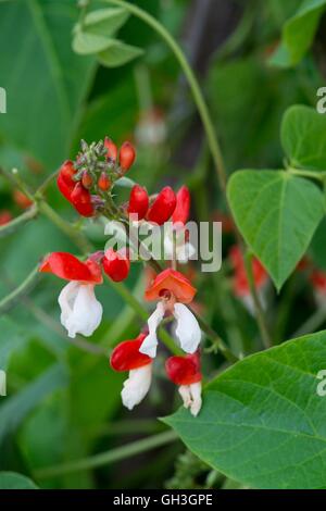 Stangenbohnen, Phaseolus Coccineus, rot & weiß blühende 'St. George' Norfolk, England, August. Stockfoto