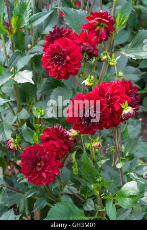 Dahlie "Arabian Night", Norfolk, England, August. Stockfoto