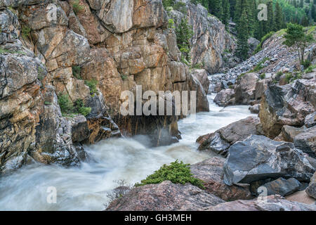 Cache la Poudre River bei Poudre fällt in northern Colorado, Frühsommer Landschaft mit einer high-flow Stockfoto