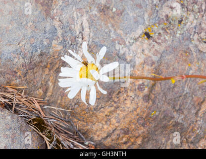 Biene auf einer großen weißen Kamille auf Stein Hintergrund Stockfoto