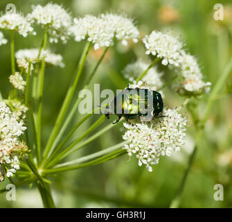 Rose Chafer Käfer Stockfoto