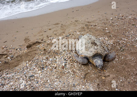 Totes Meeresschildkröte am Sandstrand Stockfoto