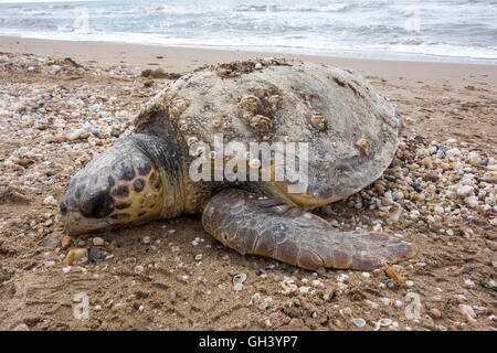 Totes Meeresschildkröte am Sandstrand Stockfoto