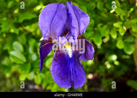 Große violette Iris Blume gegen grüne folage Stockfoto