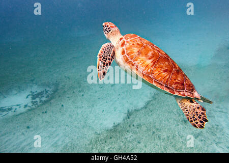 Nahaufnahme einer jungen grünen Schildkröte Schwimmen unter Wasser, Buck Island National Wildlife Refuge, St. Croix, Amerikanische Jungferninseln Stockfoto