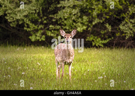 Eine weiße Tailed Deer Warnung auf der Frühlingswiese, Hunterdon County, New Jersey Stockfoto