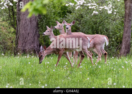 Eine Gruppe von White Tailed Deer Weiden auf den Frühling Meadoiw, Hunterdon County, New Jersey Stockfoto