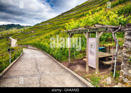 Schmale Straße durch einen Weinberg mit einem Rastplatz, Dezaley, Lavaux Weinbergterrassen, Kanton Waadt, Schweiz Stockfoto