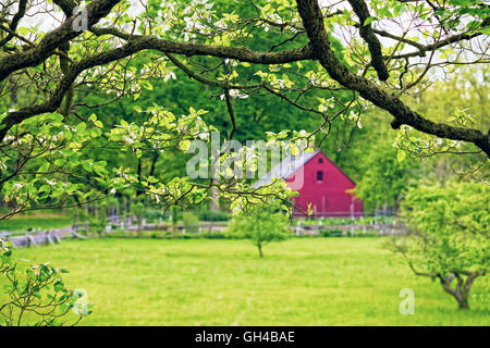 Frühling-Blick auf ein rot-Wirtschaftsgebäude unter eine blühende Hartriegel Baum, Jockey Hollow State Park, Morristown, New Jersey Stockfoto