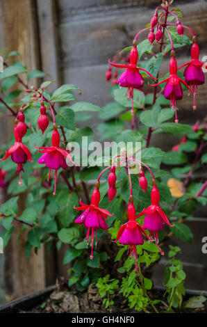 Bilder von Flora Wachstum lokalen mir 7. August 2016 Stockfoto