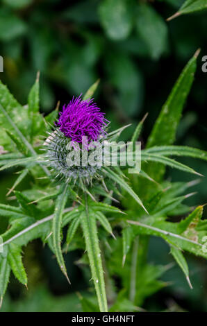 Bilder von Flora Wachstum lokalen mir 7. August 2016 Stockfoto