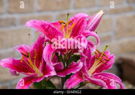 Bilder von Flora Wachstum lokalen mir 7. August 2016 Stockfoto