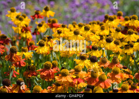 Helenium. Sneezeweed Blumen wachsen in einer krautigen Grenze. Stockfoto