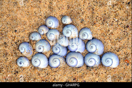 Violet Meer Schneckenhäuser (Janthina Janthina) angeordnet in einem japanischen Cloud-Design auf Sand am Strand Stockfoto