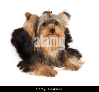 Schöne Yorkshire-Terrier mit Haarnadel isoliert auf weiss Stockfoto