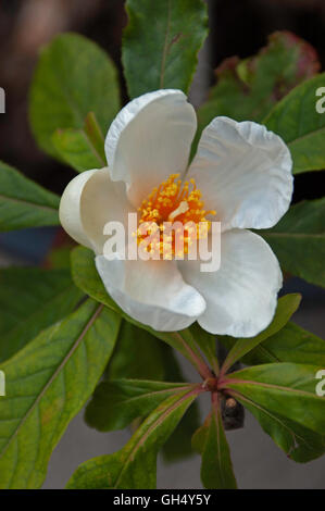 Franklinia Blume Stockfoto