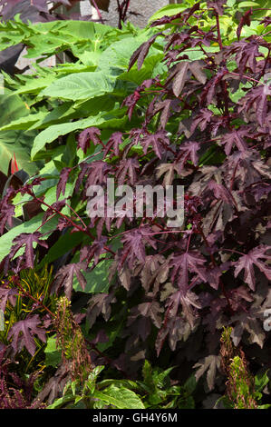 Hibiscus acetosella Stockfoto