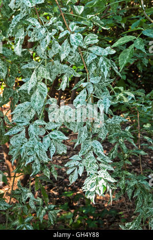 Sambucus Nigra cv Pulverulenta europäischen Elder Stockfoto