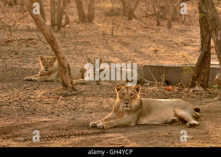 Zoologie/Tiere, Säugetiere (Mammalia), Asiatischer Löwe (Panthera leo persica), Gir Heiligtum, Bundesstaat Gujarat, Indien, Asien, Additional-Rights - Clearance-Info - Not-Available Stockfoto