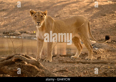 Zoologie/Tiere, Säugetiere (Mammalia), Asiatische Löwin (Panthera leo persica), Gir Heiligtum, Bundesstaat Gujarat, Indien, Asien, Additional-Rights - Clearance-Info - Not-Available Stockfoto