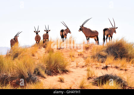 Zoologie/Tiere, Säugetiere (Mammalia), oryxs oder chamois Bucks (Oryx gazella) auf einer Düne in der Namib Seite Nature Reserve, Wüste Namib, Namibia, Afrika, Additional-Rights - Clearance-Info - Not-Available Stockfoto