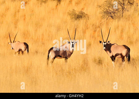 Zoologie/Tiere, Säugetiere (Mammalia), oryxs oder chamois Bucks (Oryx gazella) im hohen Gras der Namib Seite Nature Reserve, Wüste Namib, Namibia, Afrika, Additional-Rights - Clearance-Info - Not-Available Stockfoto