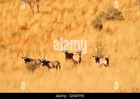 Zoologie/Tiere, Säugetiere (Mammalia), oryxs oder chamois Bucks (Oryx gazella) im hohen Gras der Namib Seite Nature Reserve, Wüste Namib, Namibia, Afrika, Additional-Rights - Clearance-Info - Not-Available Stockfoto