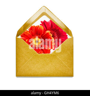 Gelber Umschlag mit Gerbera Blumen-Gänseblümchen. Einzelnes Objekt isoliert auf weißem Hintergrund-Clipping-Pfad enthalten. Florales design Stockfoto