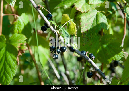 Schwarze Johannisbeere Beeren Stockfoto